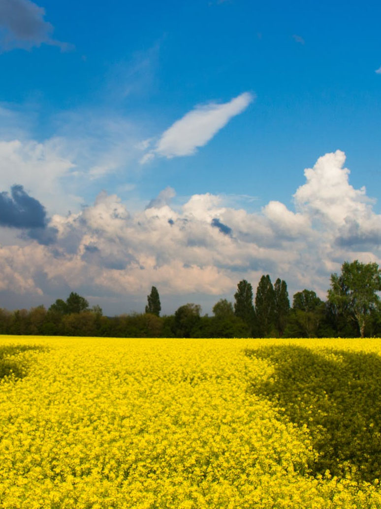 steering board ukraine investment framework